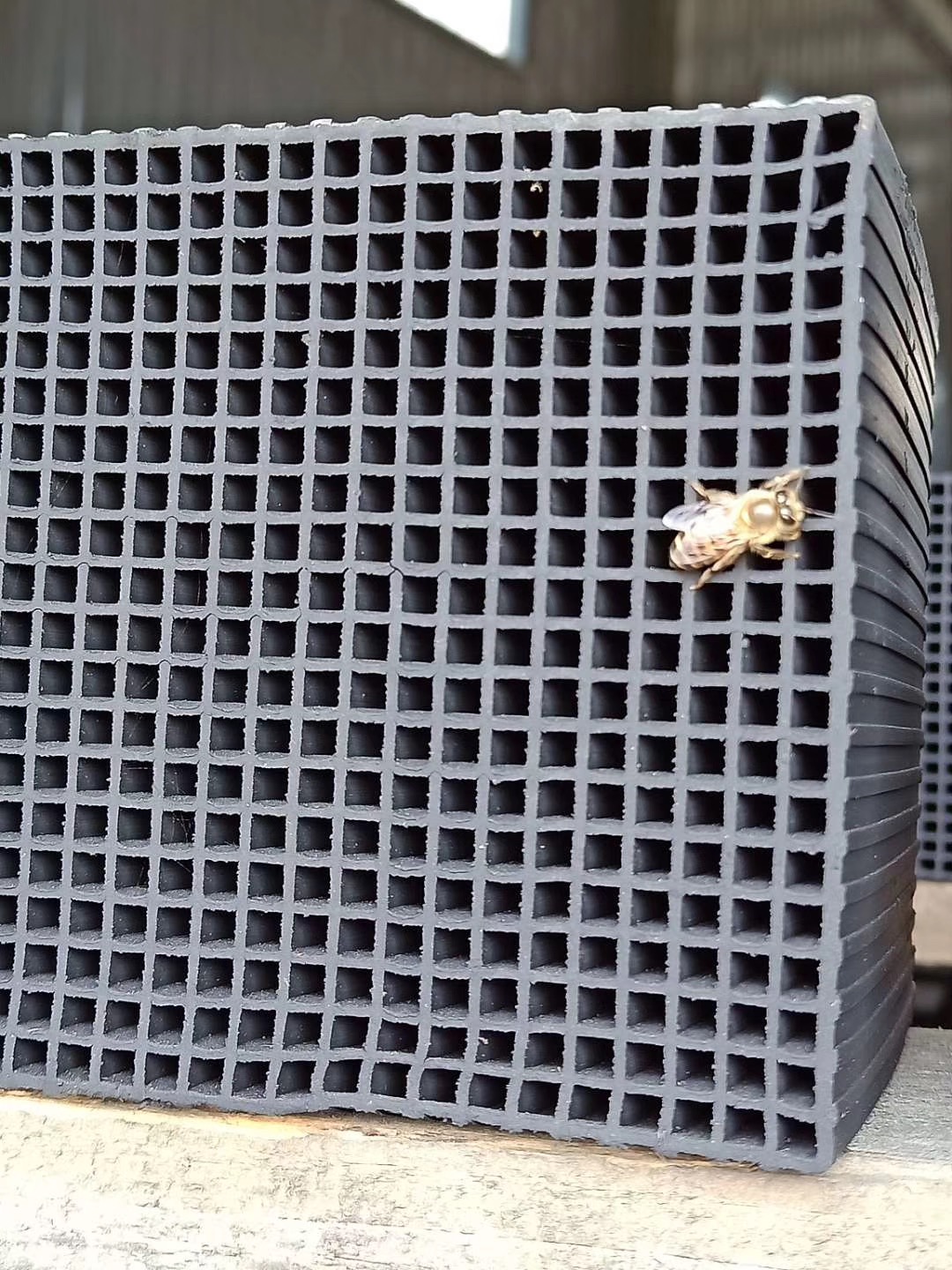 ��C����̿���۷�Ĺ���