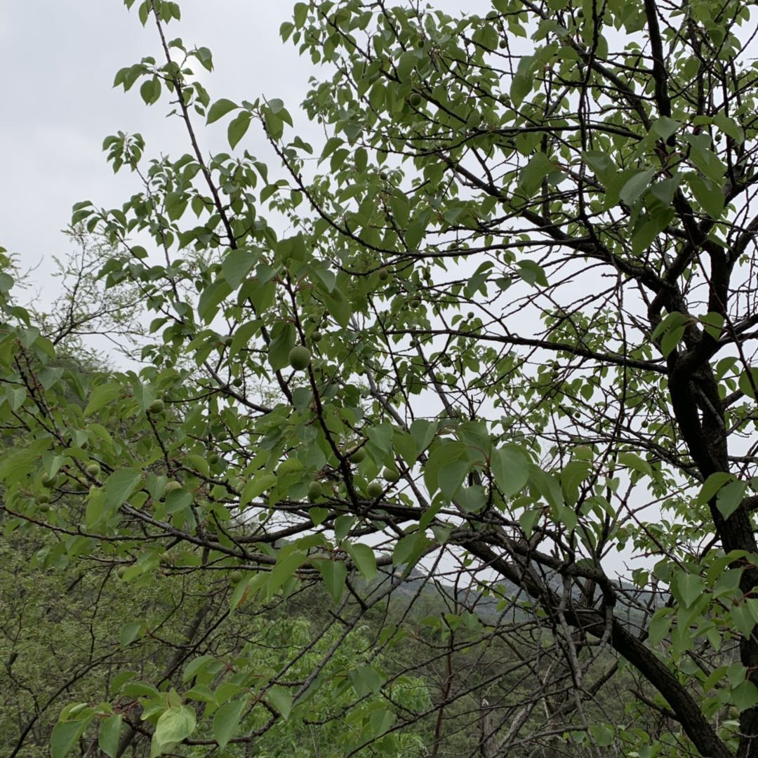 ����̿����ô���Ͱ�������(bi��o)����